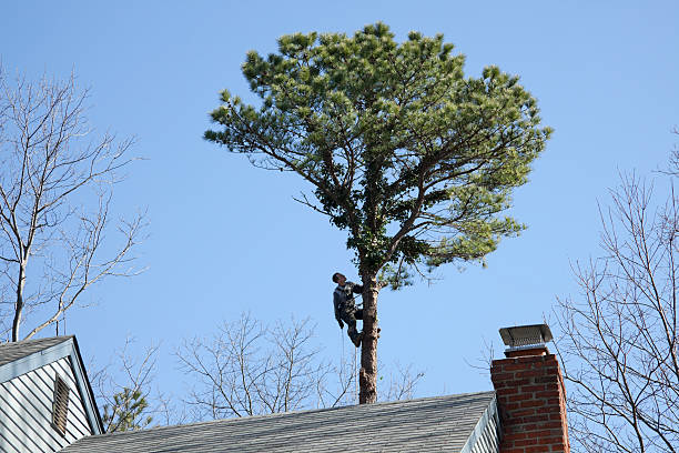 Leaf Removal in Parker, SC